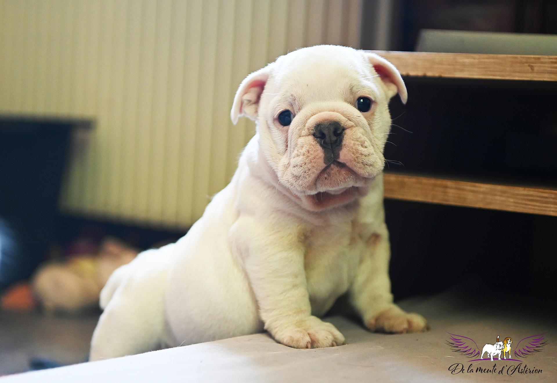 01 bull male 4