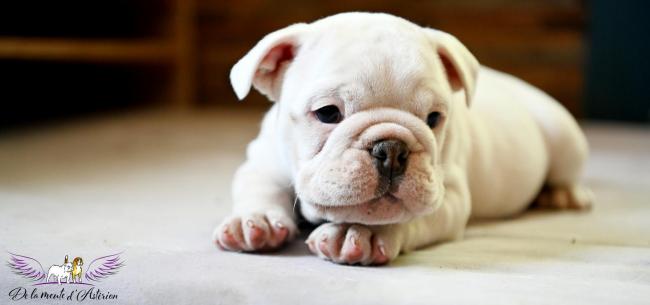 02 bull male 3