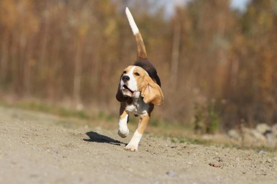 beagle-102.jpg