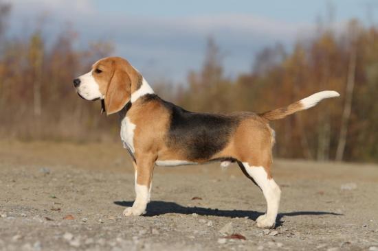 beagle-124.jpg