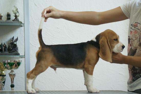 chien-023.jpg