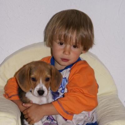 beagle et enfant = inséparable