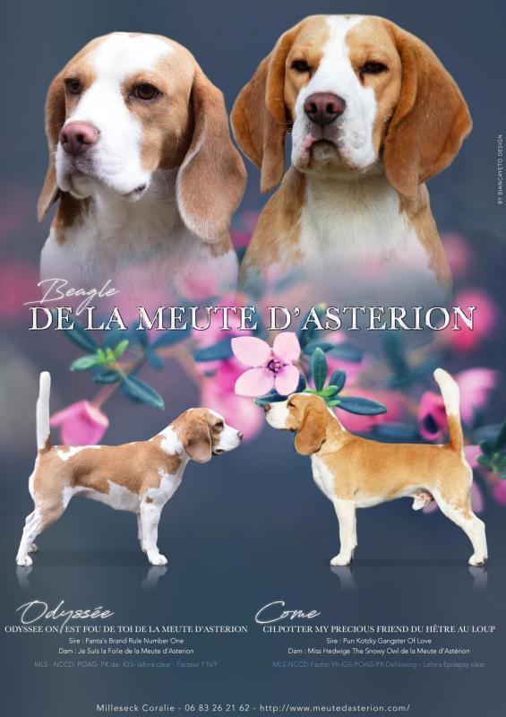 Elevages De Beagle Dans Le Grand Est Alsace Champagne Ardenne Et Lorraine En France