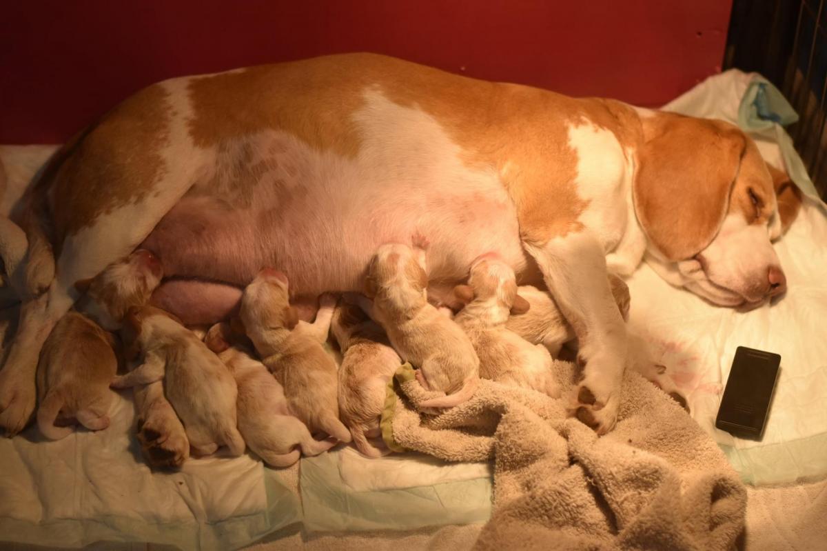 odyssée litter j 0