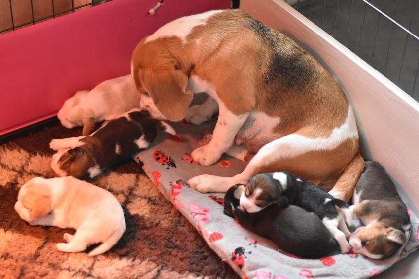 mimi chiots