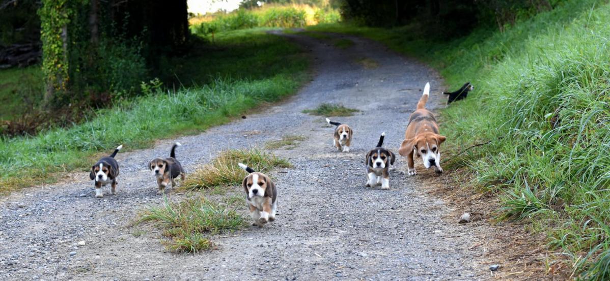 lili et chiots