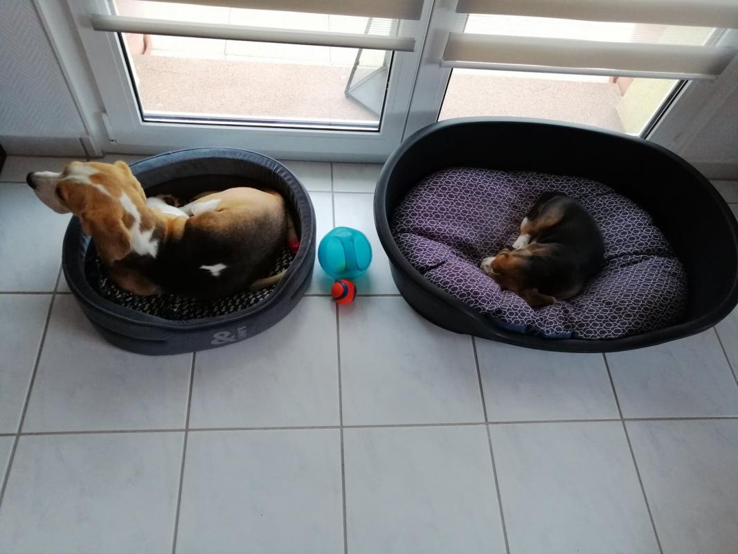 olaf et simba