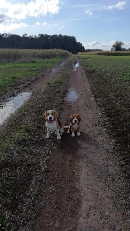 simba et olaf