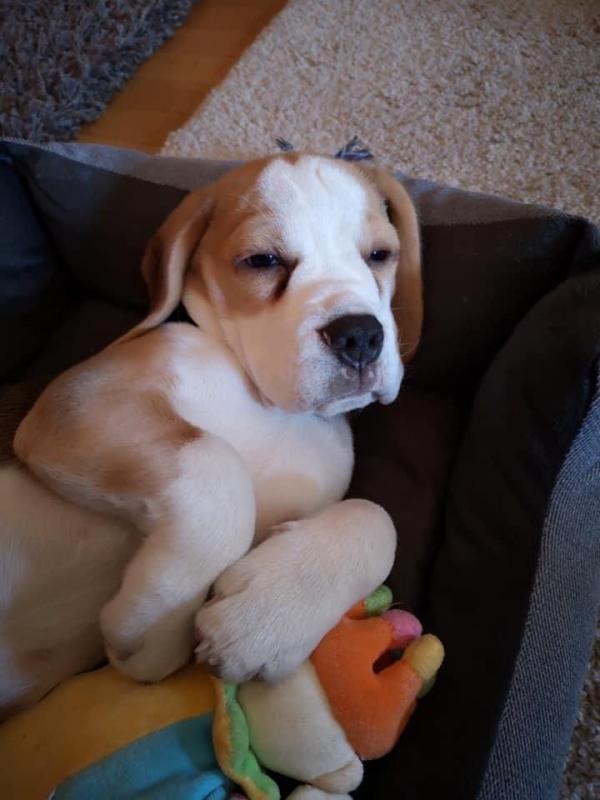 pongo