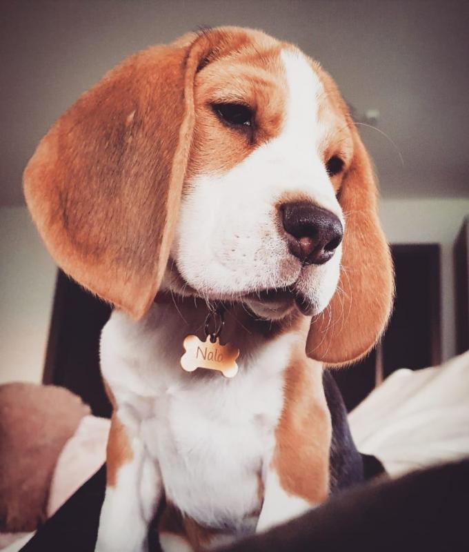 nala