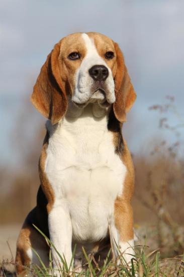 beagle-049.jpg