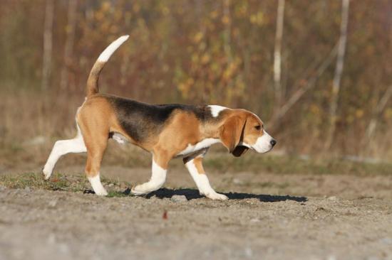 beagle-071.jpg