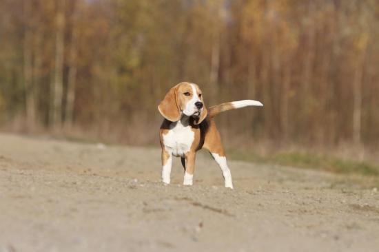 beagle-089.jpg