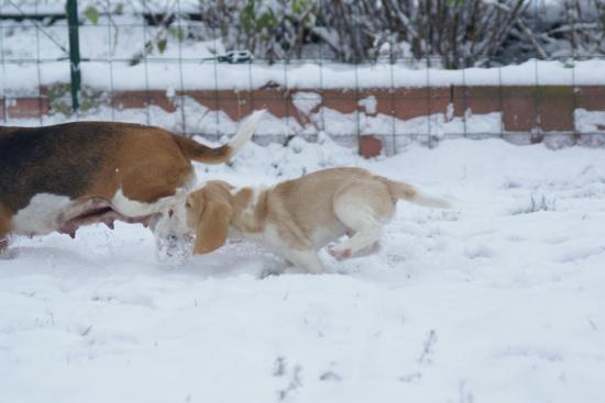 chiot-sous-la-neige-010.jpg