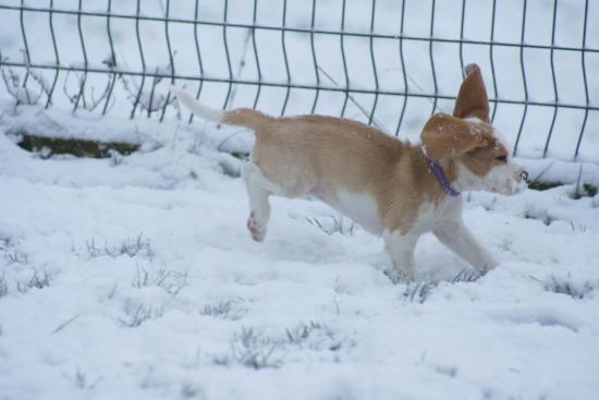 chiot-sous-la-neige-036.jpg