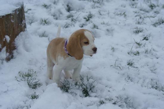 chiot-sous-la-neige-060.jpg