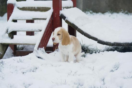 chiot-sous-la-neige-063.jpg