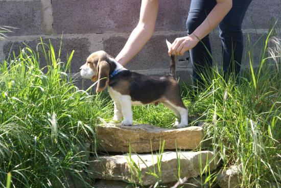 Chiot 10 semaine 011