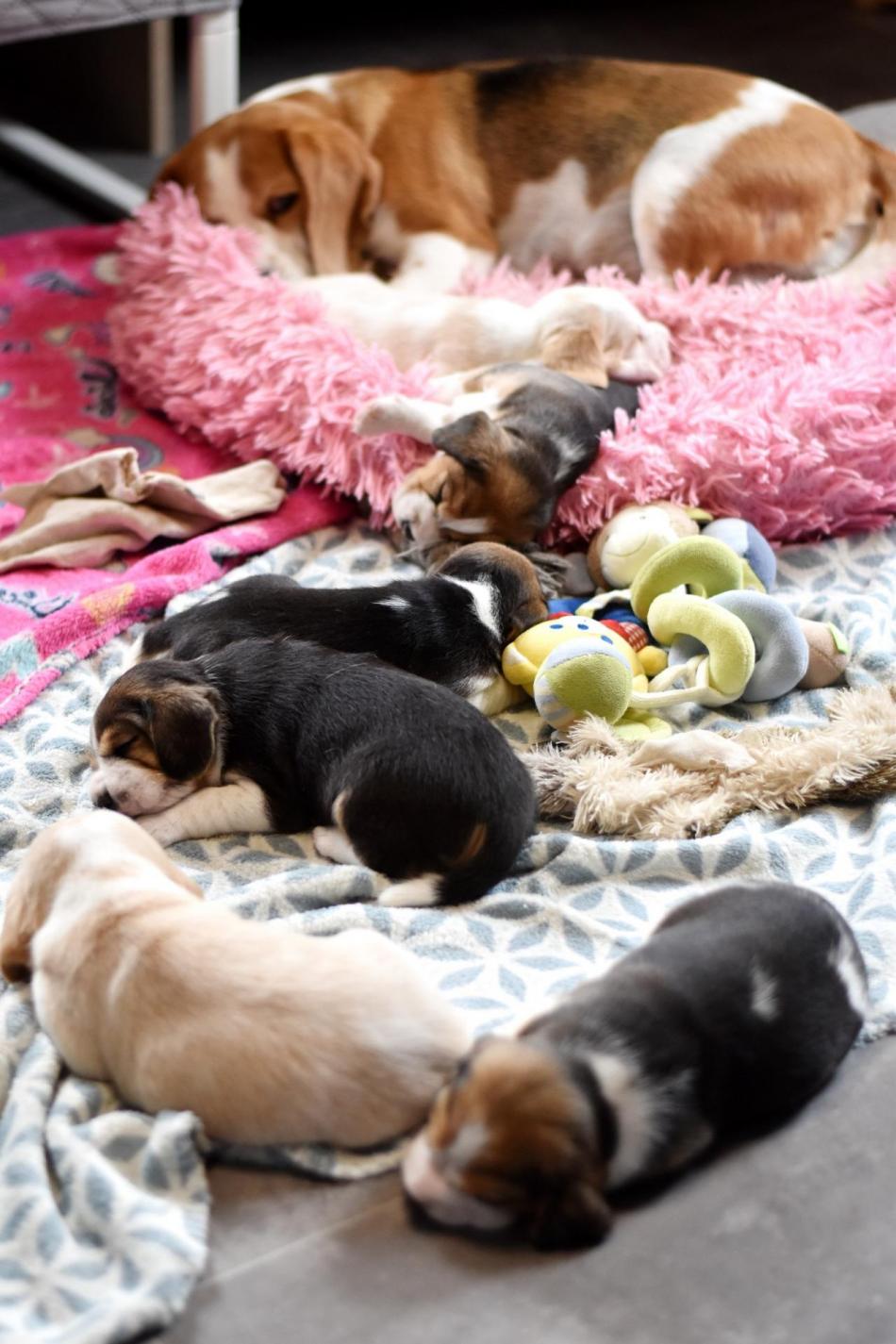 mimie chiots