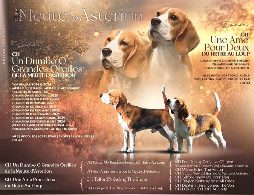 Dumbo x bijoux mating and pedigree 1