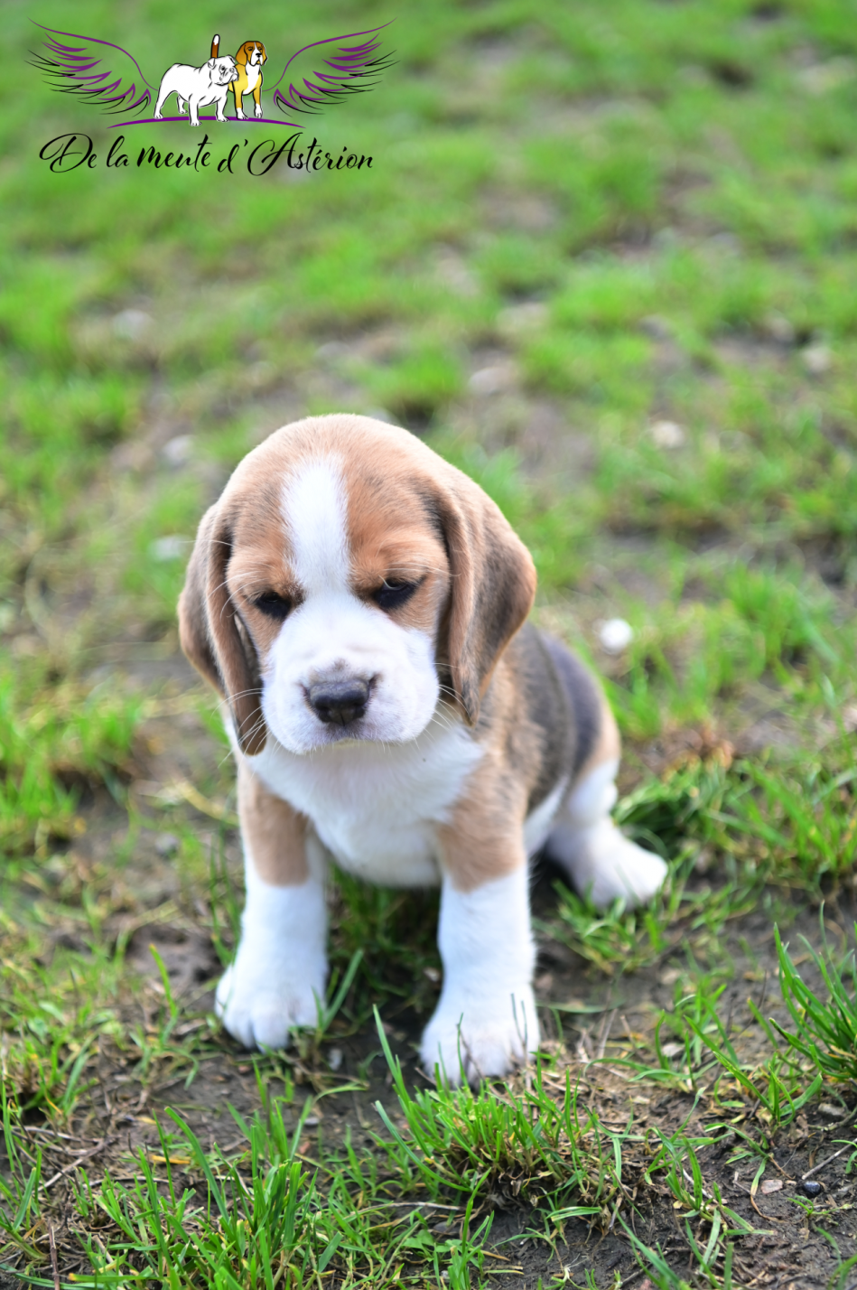 Fille 4 snoopy