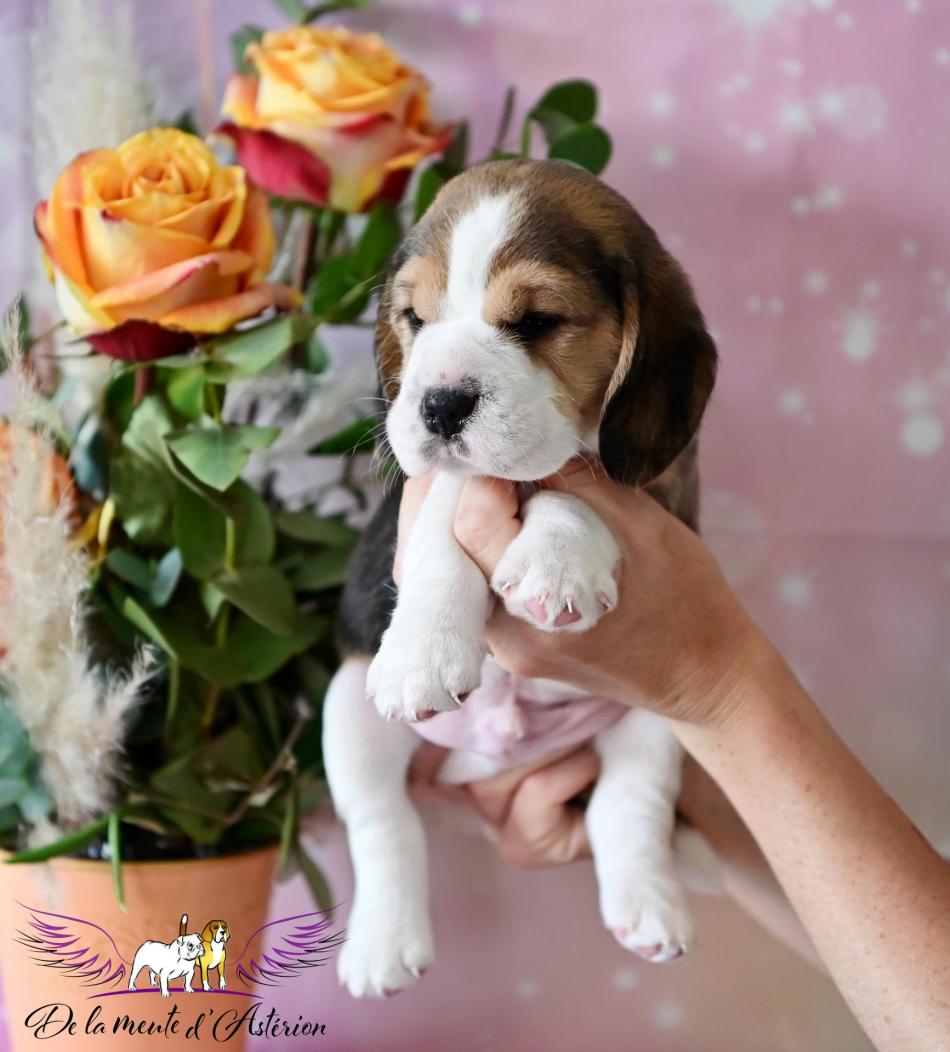Male 1 epite