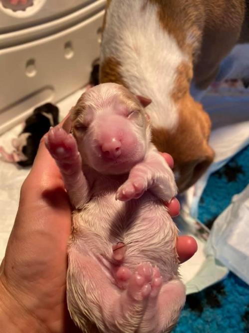 Male 2 a 20h05 de 302gr