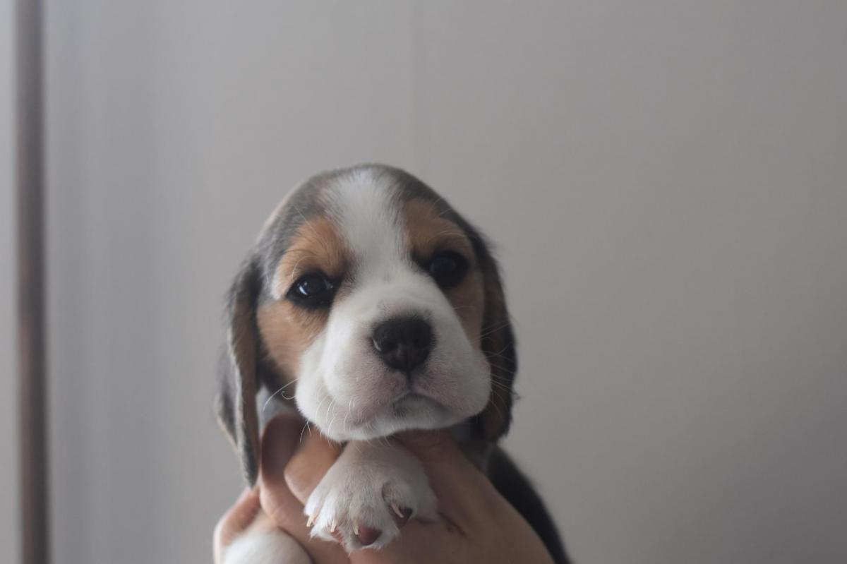 Male 3