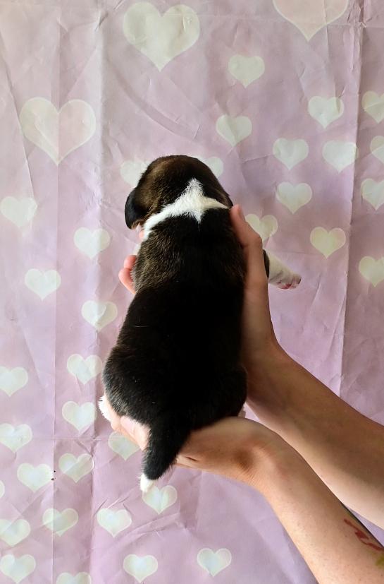 Male 3 dos