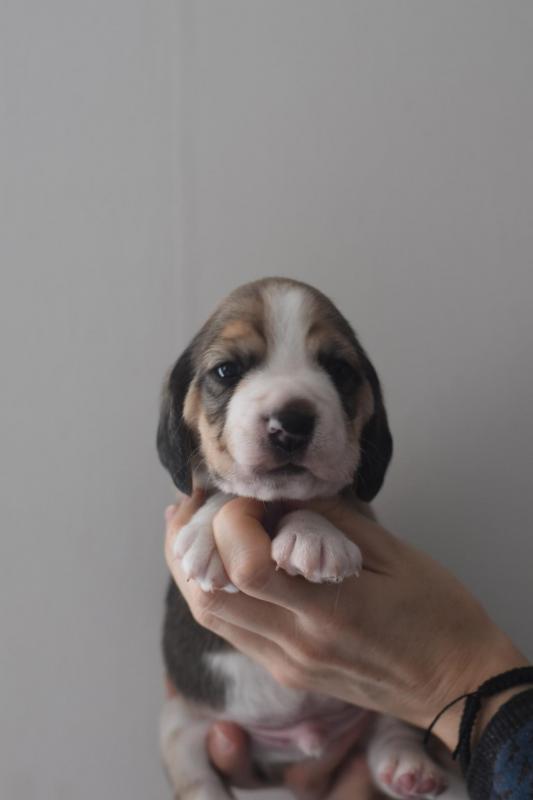 Male 4