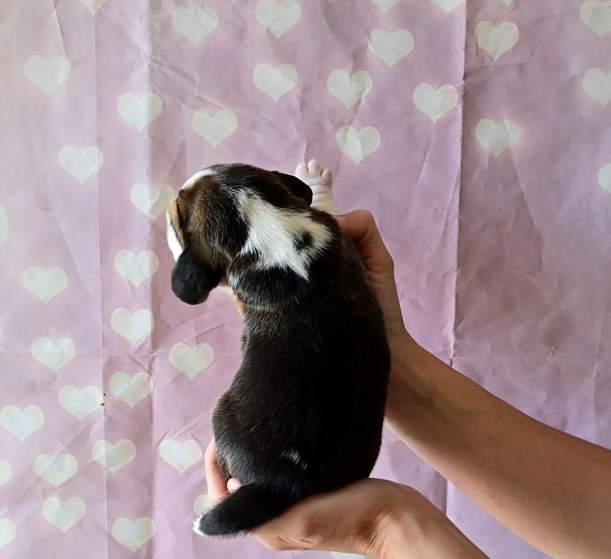 Male 4 dos