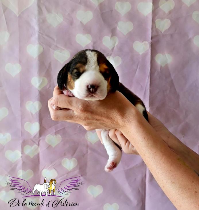 Male 4 tete