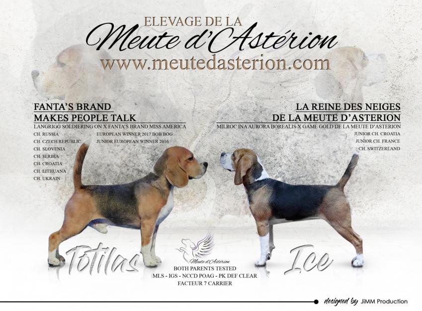 Meute d asterion ice x totilas 2