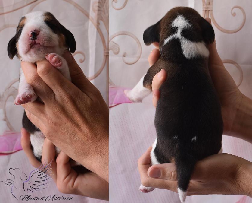 Mimi et yoshi male 2