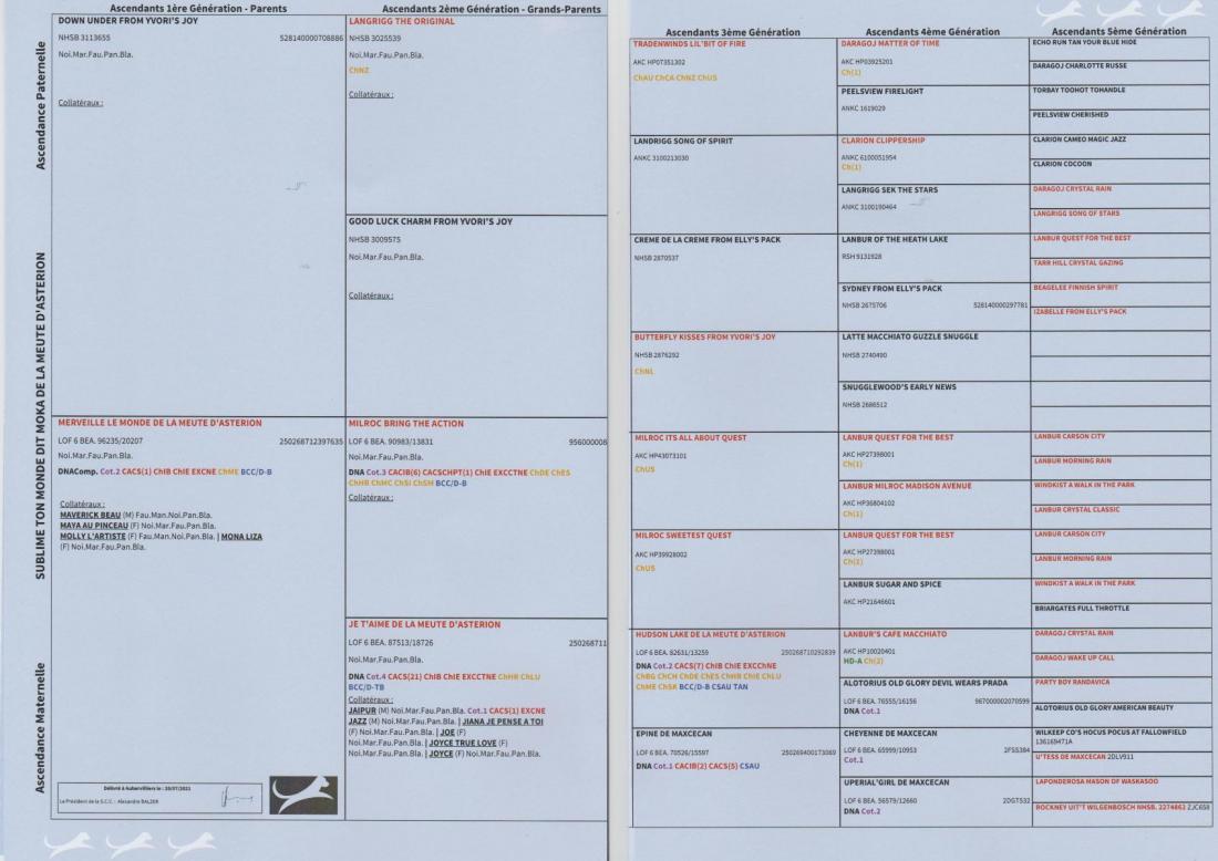 Pedigree 2 pages