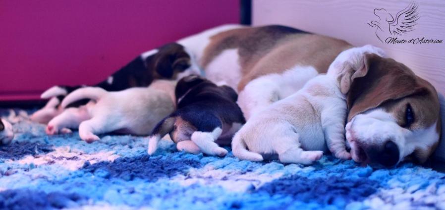 mimie est ses chiots