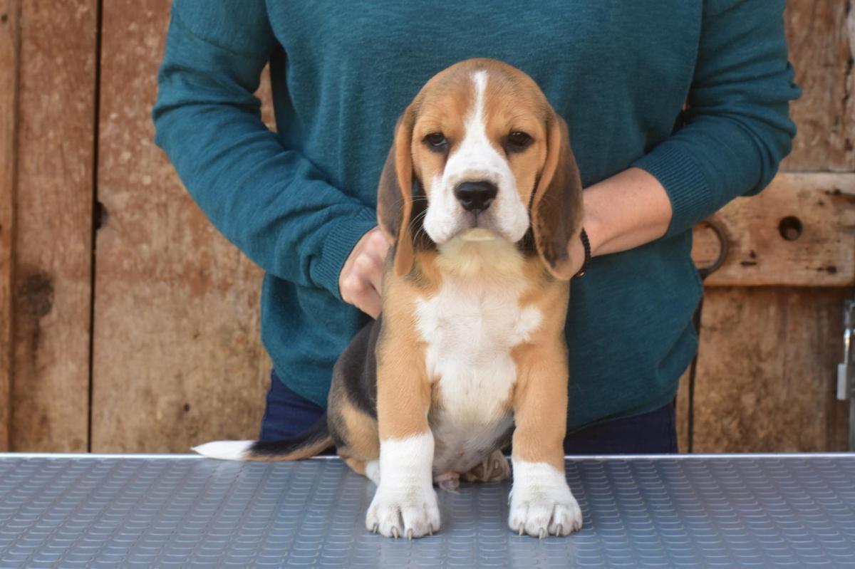 Simba male 1