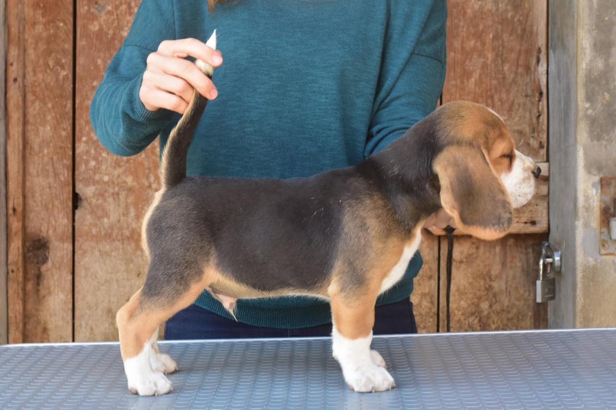 Simba male 1
